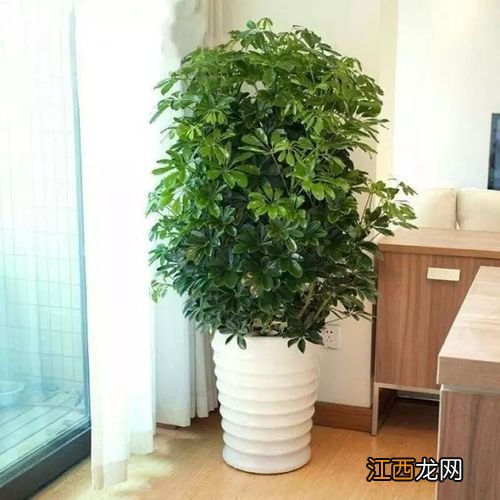 家里放什么植物风水好 十大客厅风水植物，客厅绿植风水学