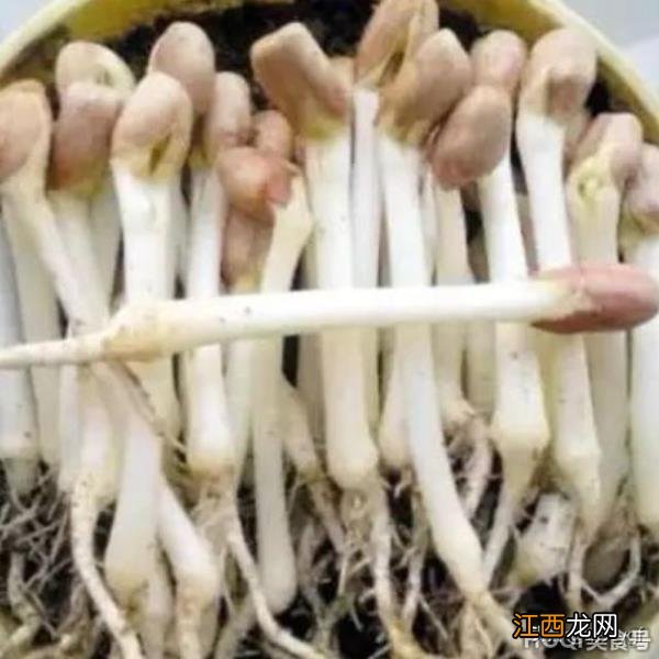 泡发花生豆芽的新方法 泡发豆芽的制作方法