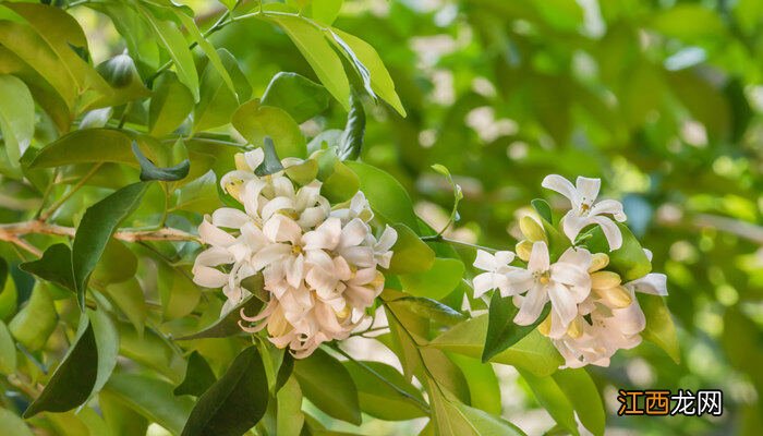 茉莉花多少度搬到室内