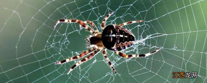 蜘蛛织网的原理