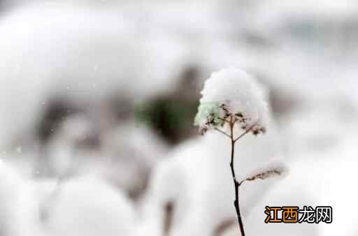 大雪养生｜吃三肉、煲三汤、熬三粥、防三病