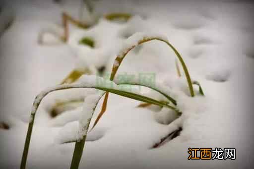 大雪养生｜吃三肉、煲三汤、熬三粥、防三病