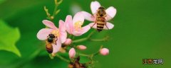 蜜蜂用什么辨别味道