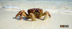 螃蟹如何区分休眠和死