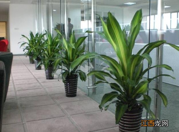 办公室摆放什么植物最招财 坐在办公室入口处摆什么植物，办公室 植物