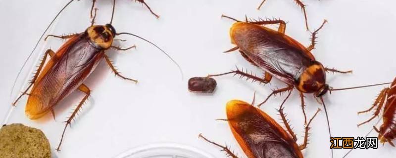 蟑螂多久会饿死