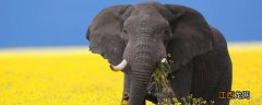 大象的特征和特点是什么