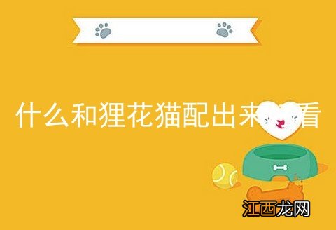 什么和狸花猫配出来好看