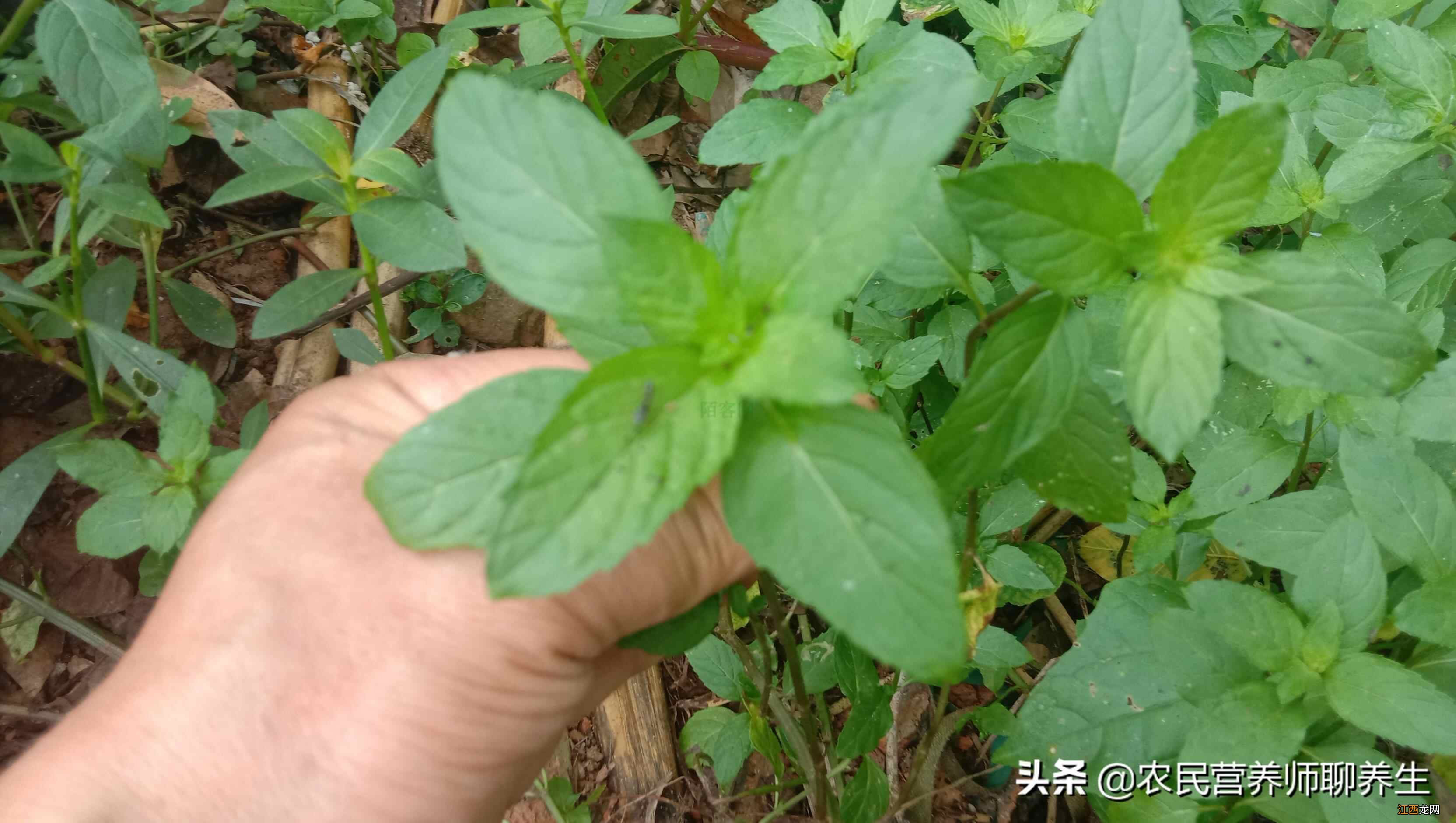 薄荷的这3个厉害妙用，你知道吗？摘点泡水喝