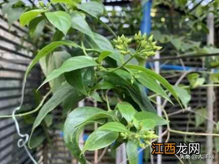 广式凉茶背后的岭南中医药文化，你知几多？