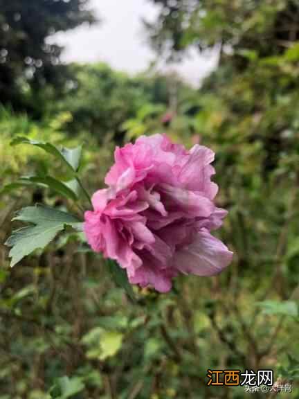 广式凉茶背后的岭南中医药文化，你知几多？