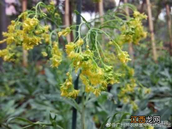 广式凉茶背后的岭南中医药文化，你知几多？