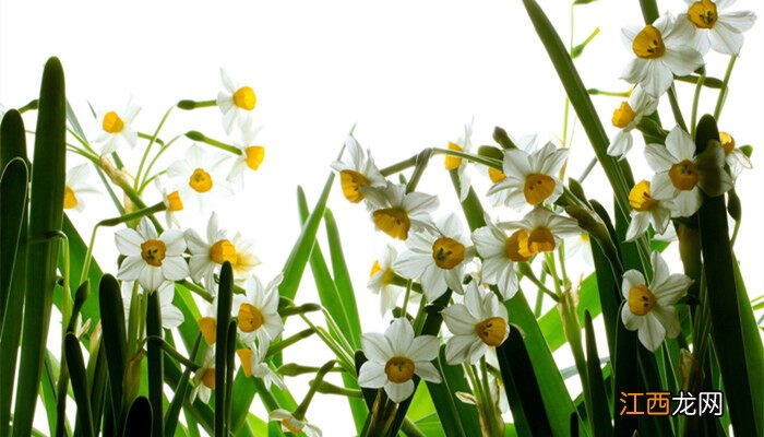 水仙花什么时候开花