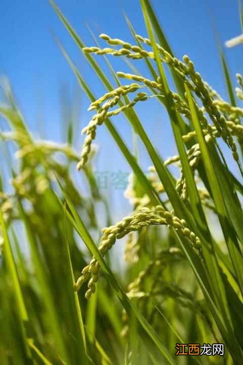 今日立秋！这份养生保健秘笈请收好