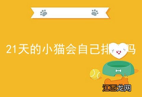 21天的小猫会自己排便吗