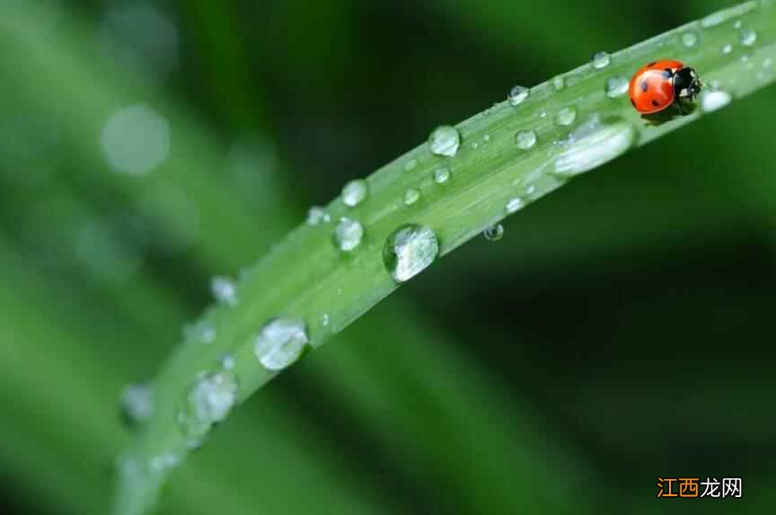 谷雨春去，该做点夏季养生的准备了