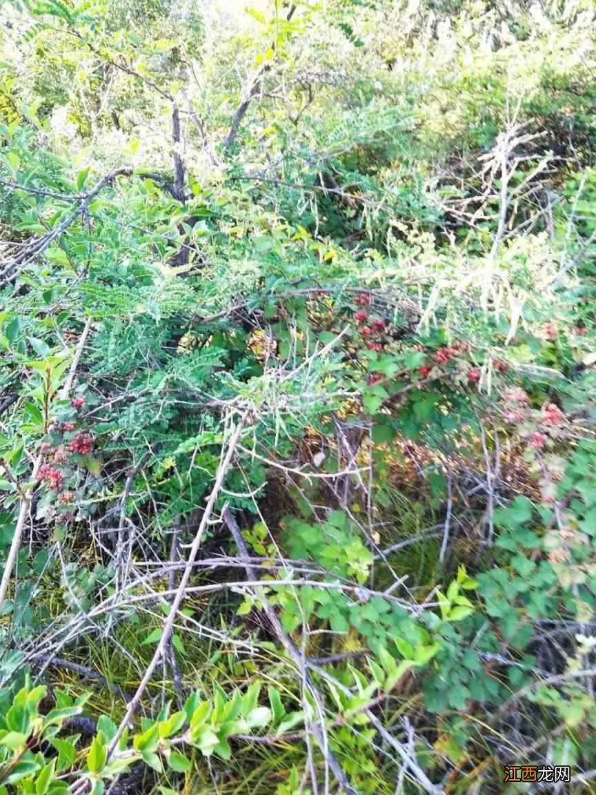 秋季养生:秋天话秋补