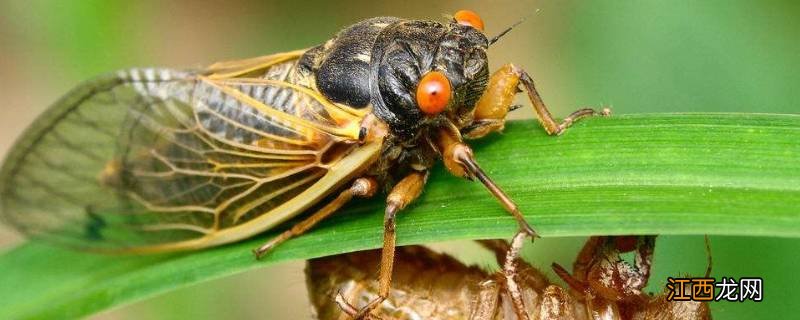 蝉为什么会脱壳不成功