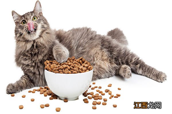 不同年龄小猫吃什么 小猫食物挑选与营养均衡