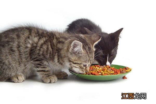 不同年龄小猫吃什么 小猫食物挑选与营养均衡