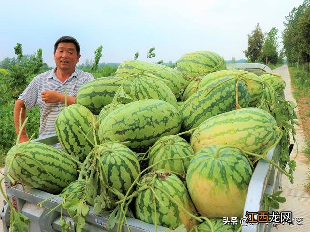 西瓜喷施什么元素？西瓜中有哪些元素，看完，会派上用场的