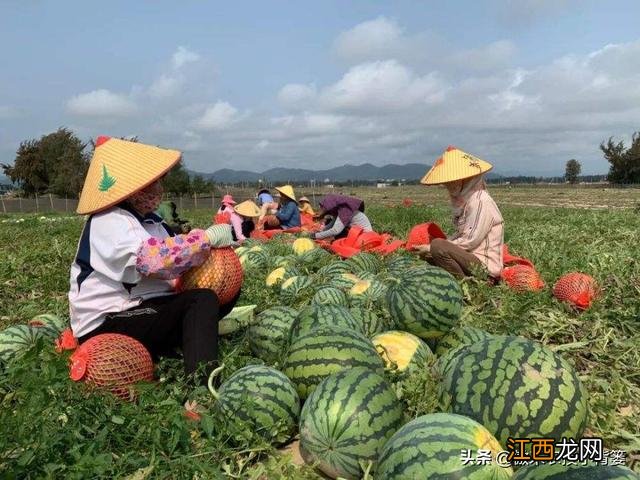 西瓜喷施什么元素？西瓜中有哪些元素，看完，会派上用场的