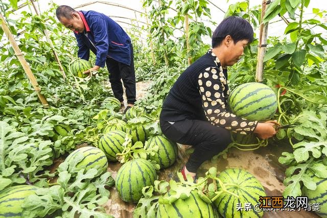 西瓜喷施什么元素？西瓜中有哪些元素，看完，会派上用场的