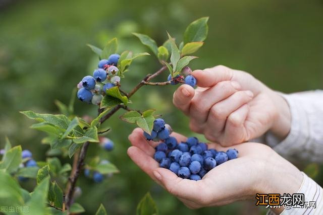 蓝莓什么土壤种植好？蓝莓用什么样的土质好，还请你耐心看完[围观]