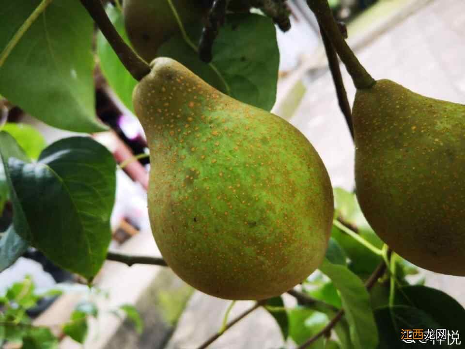 入秋后太“燥”，记住秋季饮食禁忌，越吃越健康