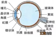 用眼过度应该吃什么水果？用眼过度吃什么最好，看完不纠结了