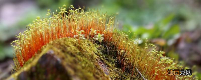 怎么用土豆做苔藓