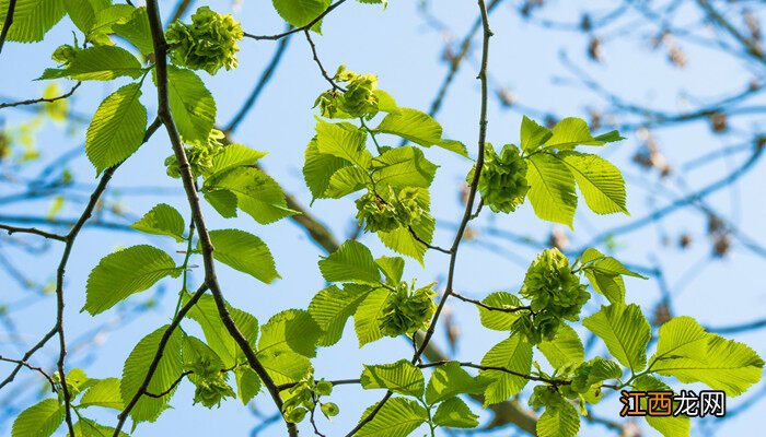 十月份栽树能不能活