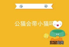 公猫会带小猫吗