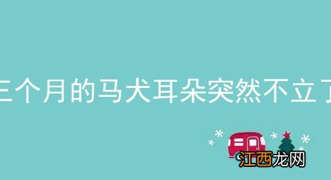 三个月的马犬耳朵突然不立了