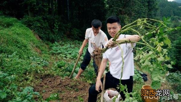 农村自制的土豆小吃 土豆淀粉自制简单小吃