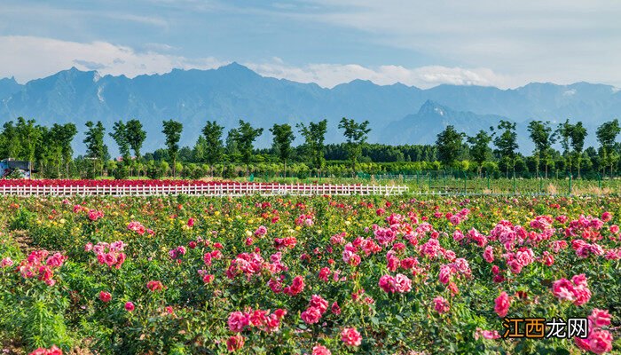 月季花怎样扦插