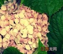 林徽因的小清新 林徽因经典语录_唯美到心都要被融化了