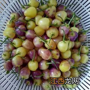 彩椒怎么泡才好吃