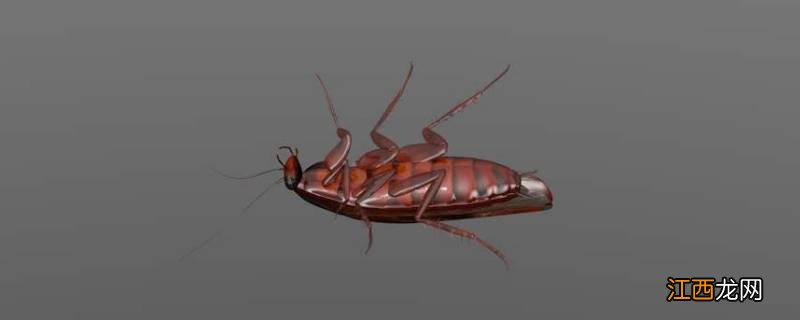 家里面很多蟑螂怎么解决