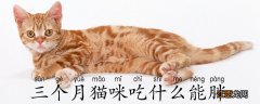 三个月猫咪吃什么能胖