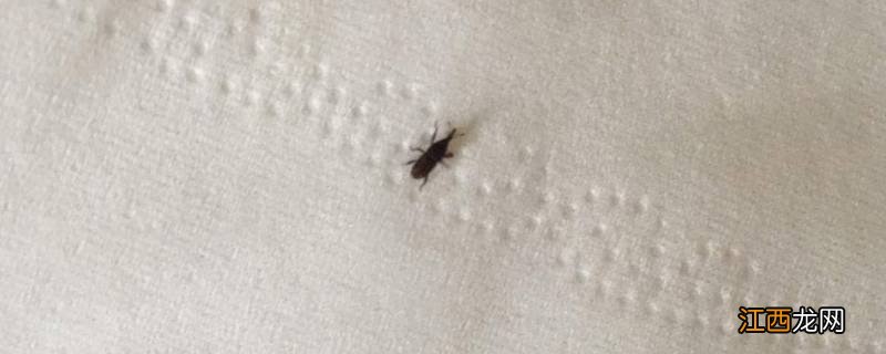 米虫会不会钻到人体