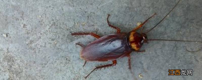 如何去除家中蟑螂