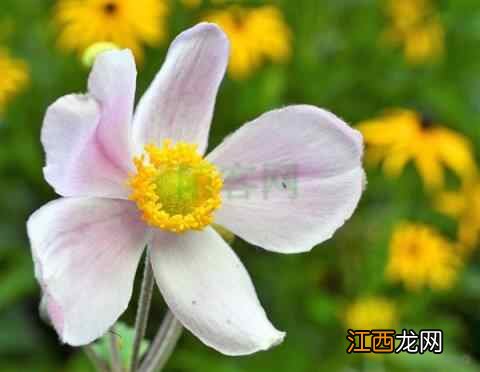 夏季不养生，冬天找医生，夏天养生三要素，希望你能知道