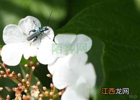 夏季不养生，冬天找医生，夏天养生三要素，希望你能知道