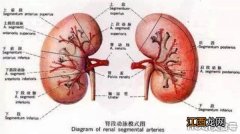 清洗肾脏的秘方 清洗肾脏的最好方法