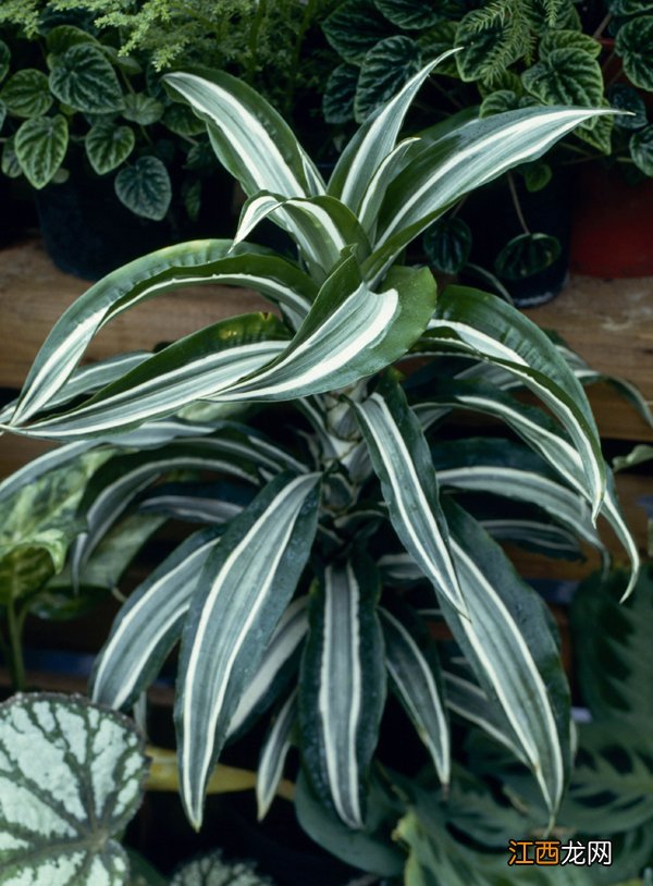 装修后你应该带回家的10款绿植