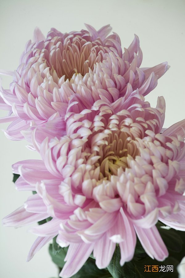 装修后你应该带回家的10款绿植