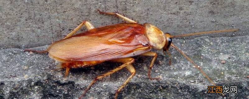 踩死的蟑螂为什么第二天就消失了