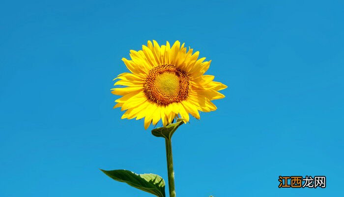 向日葵种植时间和方法