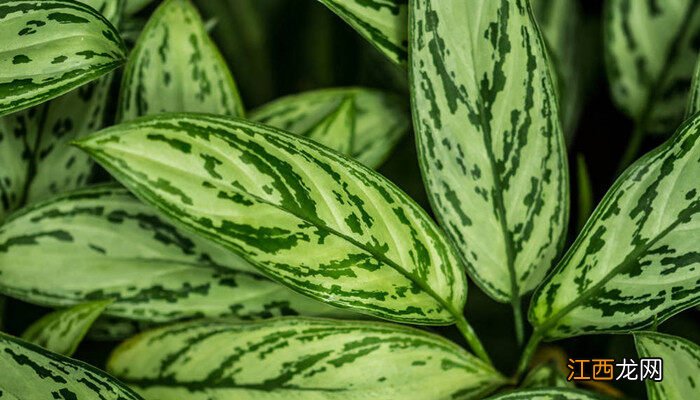 万年青长什么样